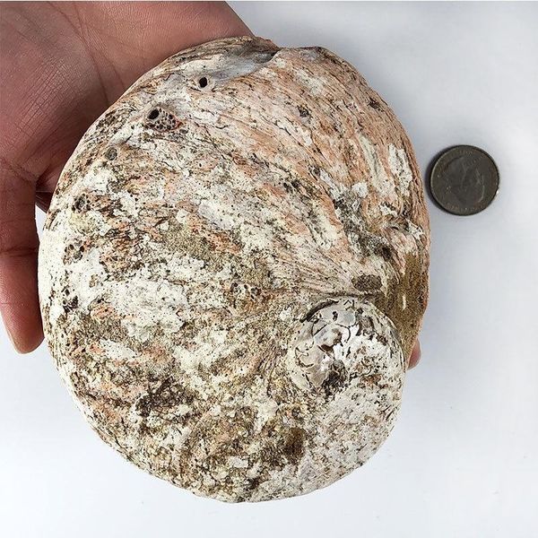 

11 12 см натуральные abalone shells seashell главная аквариум ландшафт diy декор мыло держатель морской дом декор h bbyhdz