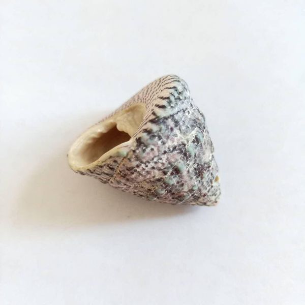 

2pcs new snail trumpet shells nautical conch seashells specimen collectibles crafts ocean wedding home decor micro landscape h bbymfn