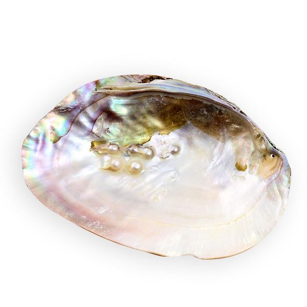 

13 18cm natural freshwater pearl shell oyster mother of pearl nautical home decor beach clam shell for diy jewelry making crafts h bbyzbt