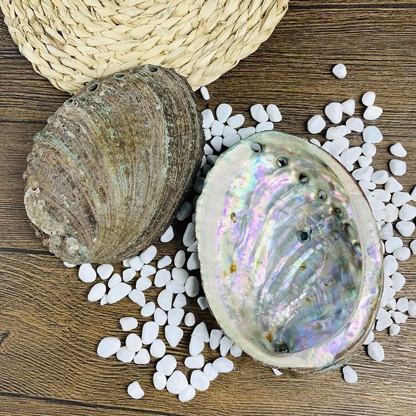 

12 13cm large abalone shell natural seashell nautical home decor soap holder specimen beach wedding decor aquarium landscape h jllfki