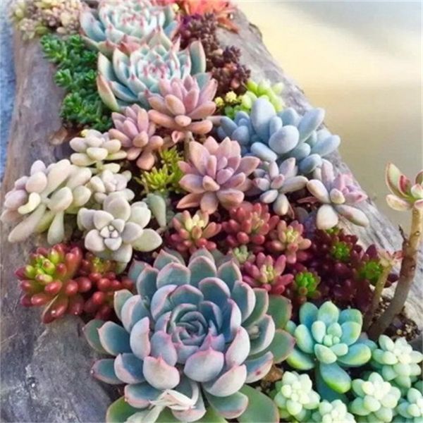 

new arrival succulents plants home decoration green pot plant various style eco friendly man and women gift 3 7hjh1