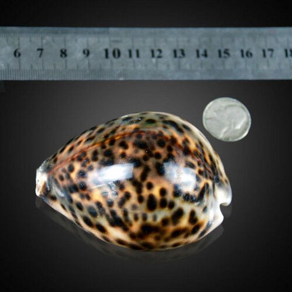 

natural tiger pattern conch shell nautical home decor seashells specimen collectibles beach ornament shells aquarium landscape h bbytuq