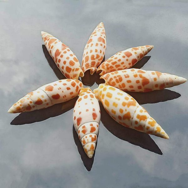 

1pc natural shell conch carp pen conch specimen nautical home decor snail seashells collectibles beach wedding decoration h jlludq