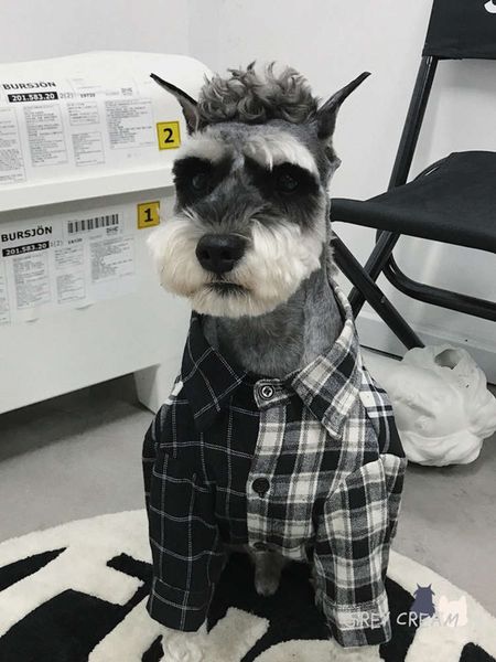 

grey cream fashion brand chenery fadou teddy dog pet cloth plaid shirt