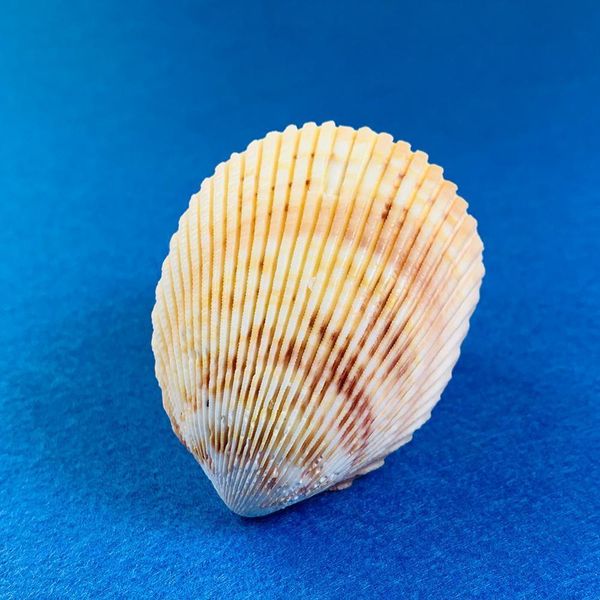 

natural seashells shell for fish tank home decorations beach theme party candle making wedding decor diy crafts fish tan h bbytdy