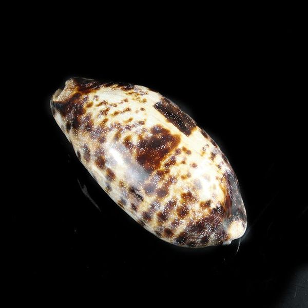 

nautical home decor natural conch snail seashells specimen tabby spiral shell collectibles beach wedding decor ornaments h jllmog