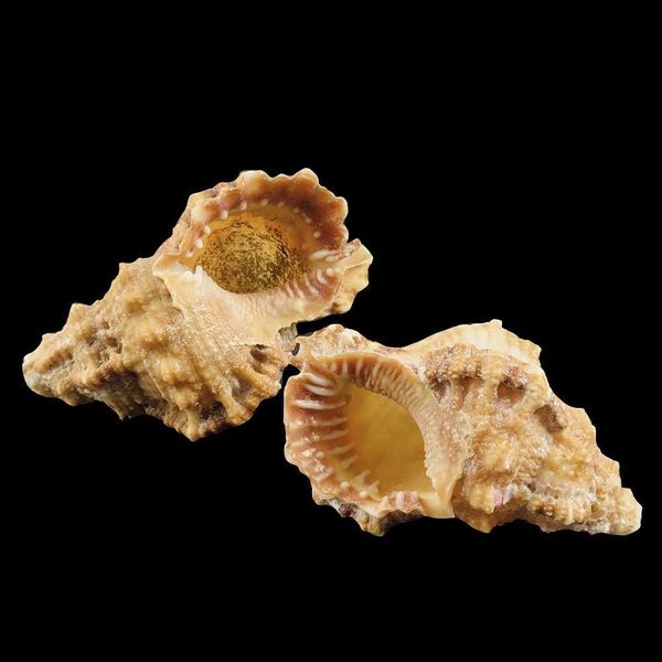 

1pc natural conch seashell nautical decor 7 8cm snail beach wedding decor specimen crafts aquarium fish tank decoration gift h bbyzju