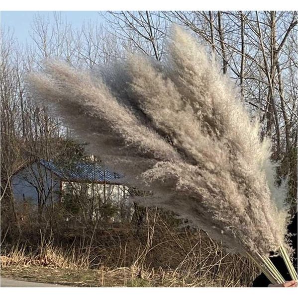 

natural plant pampas grass large dried flower wedding special fluffy feather flower ceremony decoration decoration jllvke soif