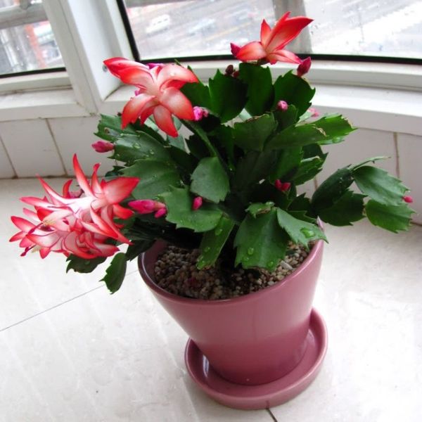 

mstest 20201130010204, Black;white