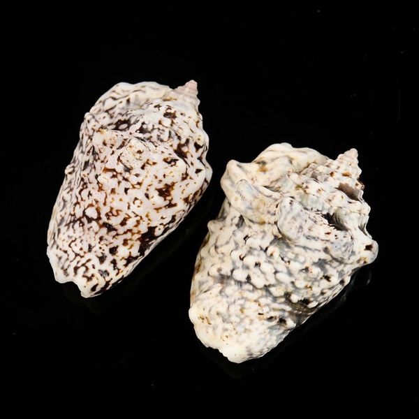 

strombus lobatus raninus polished sea shells approx weight 29g to 45g great for home tank decor display wedding h jlliam