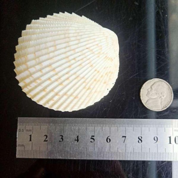 

nautical home decor shells mediterranean seashells double sided specimen ocean scallop shell jewelry storage wedding decor gift h wmtvsp