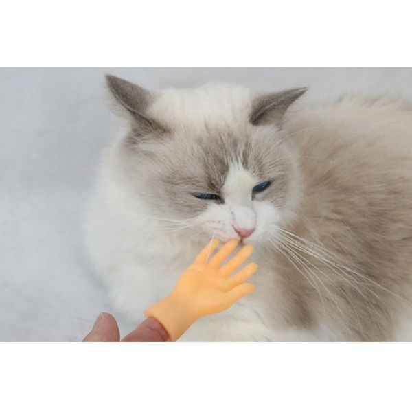 

finger puppet mini finger hands tiny hands left and right hands cat stroking
