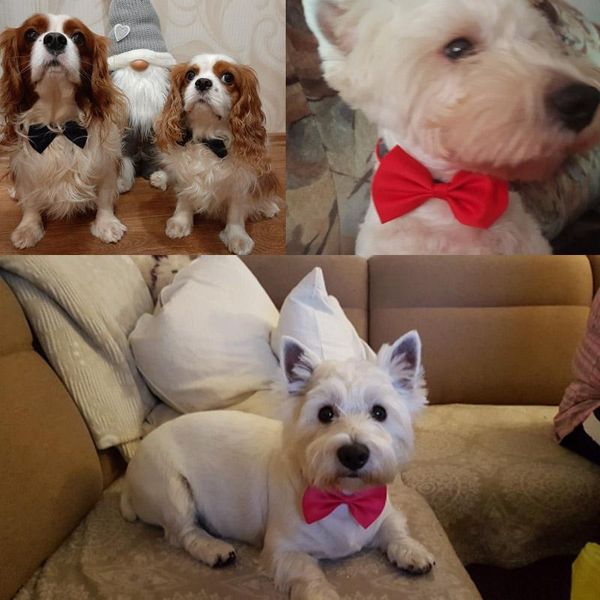 

горячего регулируемого собака кошка bow tie животное галстук щенок галстук разных цвета питание домашних животные аксессуары
