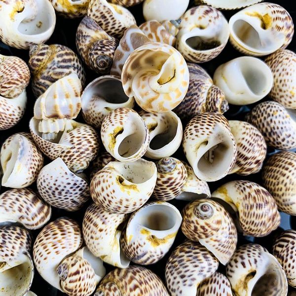 

2 4cm 5pcs natural conch seashells bird egg conch shell beach decorations for home crafts specimen diy aquarium landscape docor h bbylll