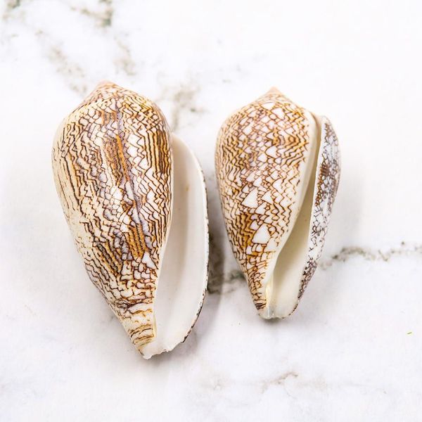 

new vase screw weaving conch seashells nautical home decor shell beach wedding decorations specimen aquarium micro landscape h wmtcym