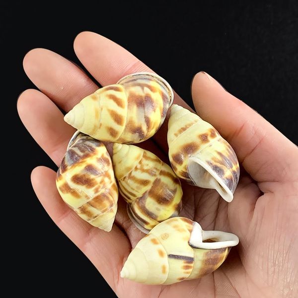 

2pcs 4 5cm flame spiral conch snail seashells specimen collection crafts nautical home decor diy aquarium landscape decoration h jllrkh