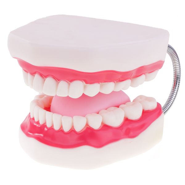 

human mouth teeth tongue model educative mouth caring display magnification 6x