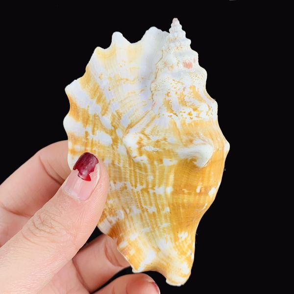 

8 12cm natural shell sea conch ear snail specimen fish tank aquarium decorations roll shellfish breeding shell micro landscape h sqcchi