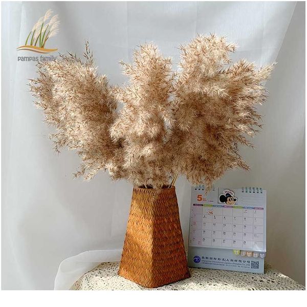 

pampas grass decor растения главная свадебные декор высушенные цветы пучкой цветы перо натуральные фрагмементы высокие 20-22 '' plas wmtxtu
