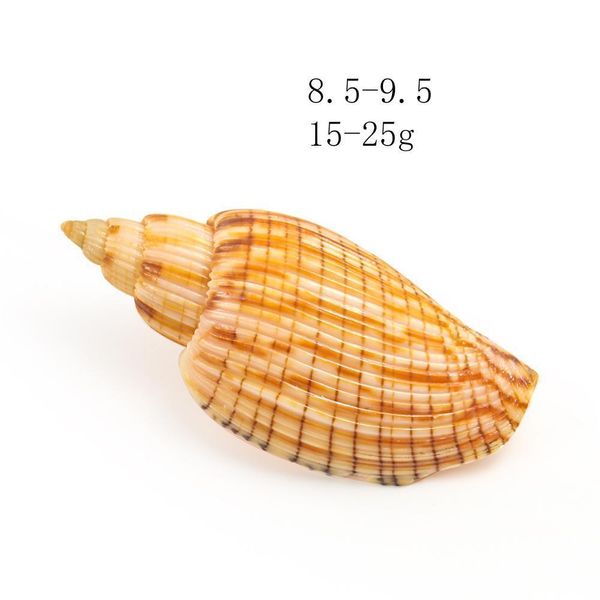 

9 10cm new corn snails seashell corn conch specimen beach decor for home fish tank and aquarium landscaping diy decoration shell h sqcxiz
