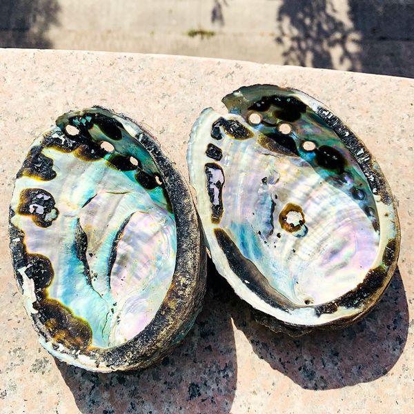 

11 12cm abalone shell natural seashell nautical beach decor black spots shell crafts specimen collectibles coastal home decor h bbycpr