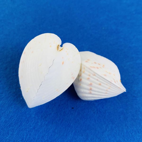 

scallop sea shells ocean beach clam seashells craft charms 35mm candle home decoration party wedding decor fish tank vase filler h wmtifc