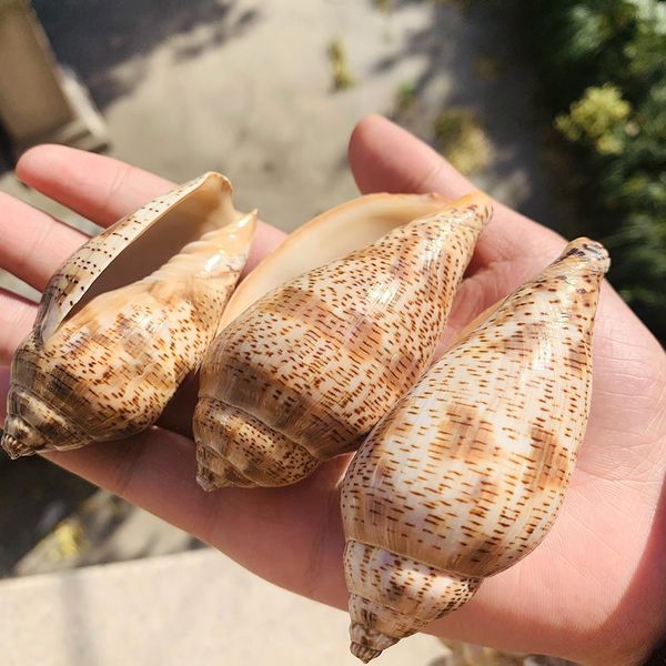 

5 9cm natural spot conch shell snail diy fish tank aquarium decorations seashells micro landscape specimen nautical home decor h wmtgpa