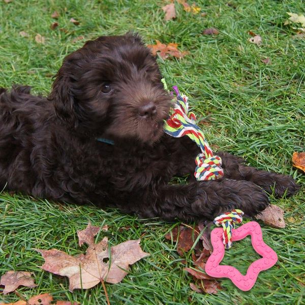 

1pcs dog toys rope toy for pet dog cat grinding teeth tooth cleaning toys modeling miansheng weaving carrot chihuahua dogs toy 3 wmtaqt