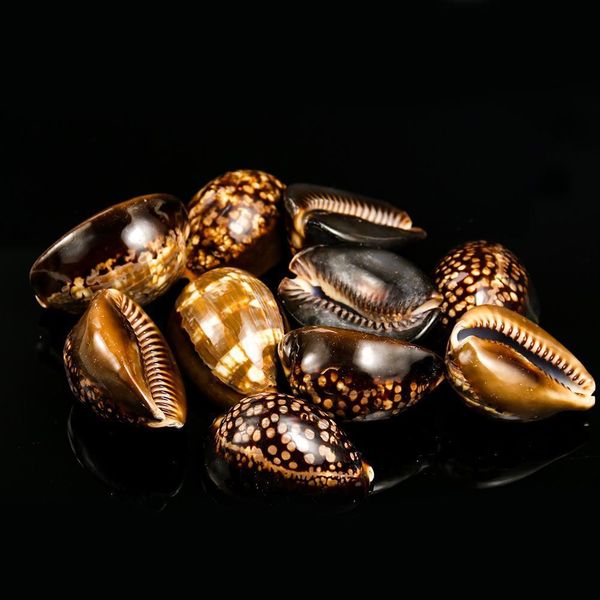 

5 8cm new natural turtle shell conch specimen seashells fish tank landscaping aquarium decoration nautical beach wedding decor h jllpcp