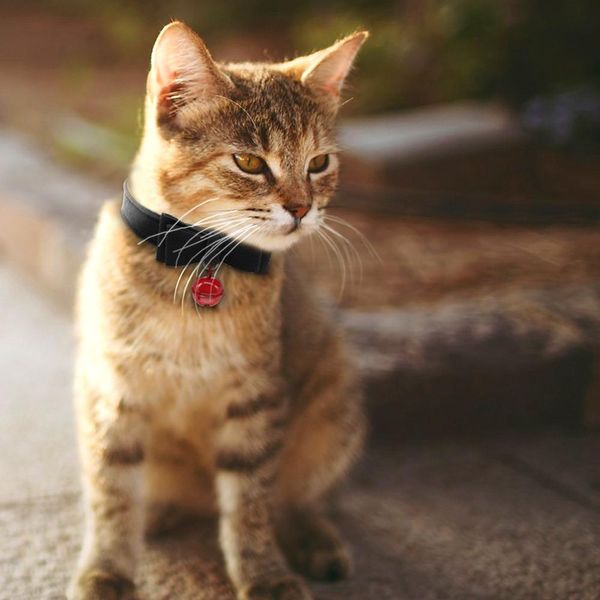 

bowknot cat dog collar leather adjustable bell collars kitten puppy pet collars pet accessories red pink black xxs xs s m q wmtadt