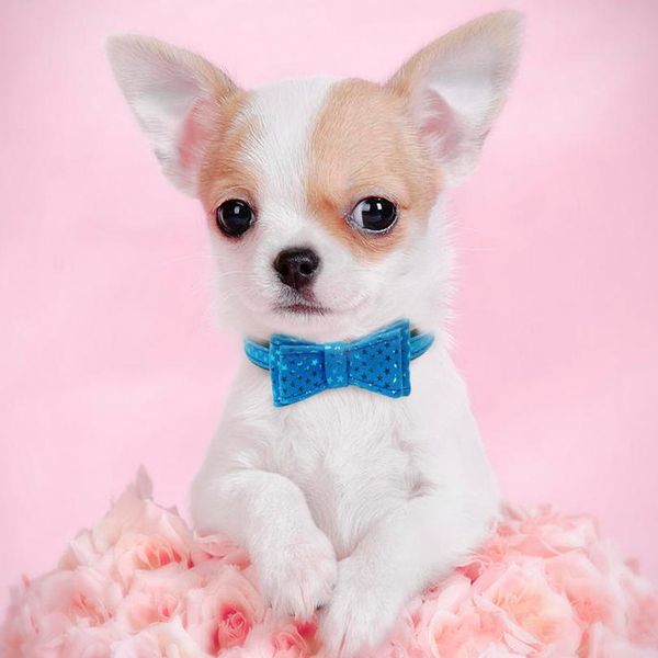 

cute dog cat collar soft puppy kitten bowtie collars adjustable small dogs cats gentleman bowknot necklace for chihuahu sqcdch