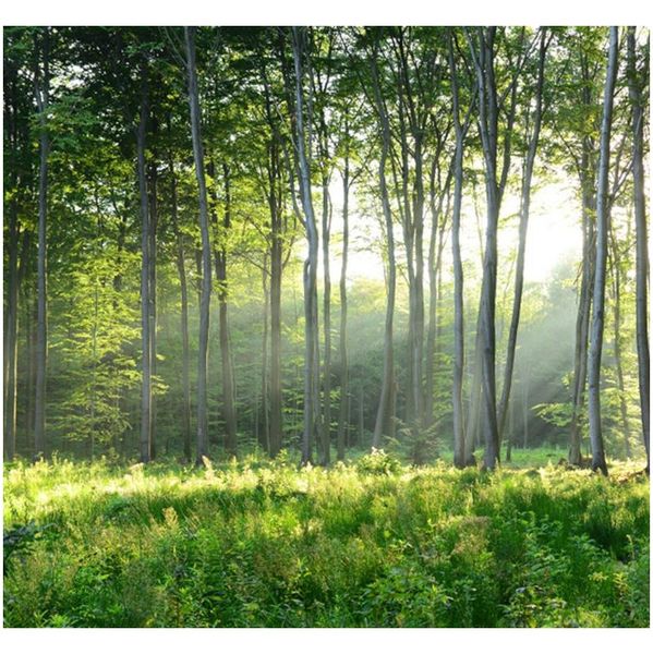 

custom p wallpaper 3d green forest nature landscape large murals living room sofa bedroom modern wall jllzln lajiaoyard
