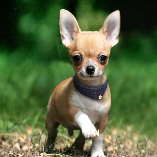 

bandana collar for small medium dogs chihuahua adjustable leather puppy cat collar plaid scarf neckerchief dog accesso bbytxu