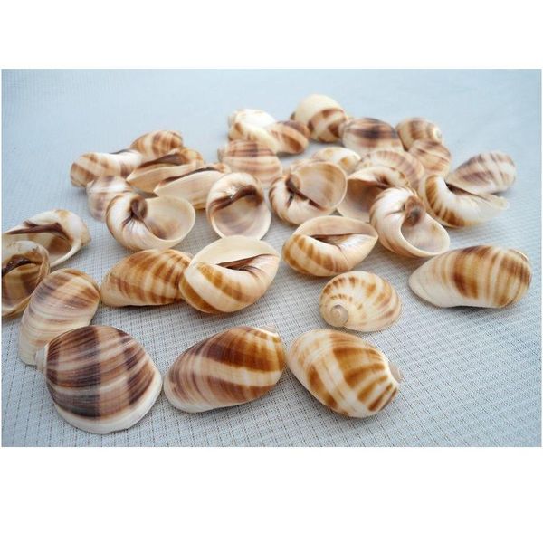 

happykiss 10pcs natural ornament conch shells cat's eye screw the mediterranean home decoration aquariu jllpsu