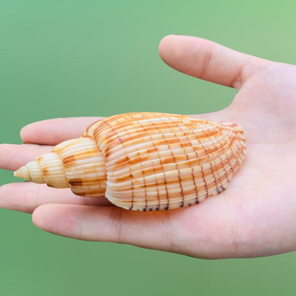 

9 10cm new corn snails seashell corn conch specimen beach decor for home fish tank and aquarium landscaping diy decoration shell h jllpyz