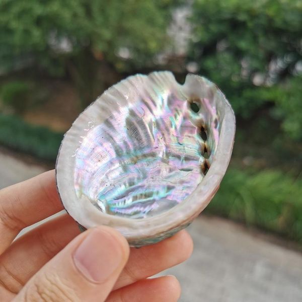 

5pcs 8 9cm abalone shell natural seashell nautical wedding decorations crafts sea shell specimen collectibles aquarium landscape h jlldyn