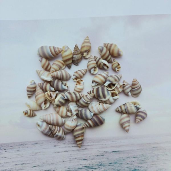 

100pcs natural conch shell nautical home decor mini striped snail specimen beach wedding decoration aquarium fish tank landscape h bbycss