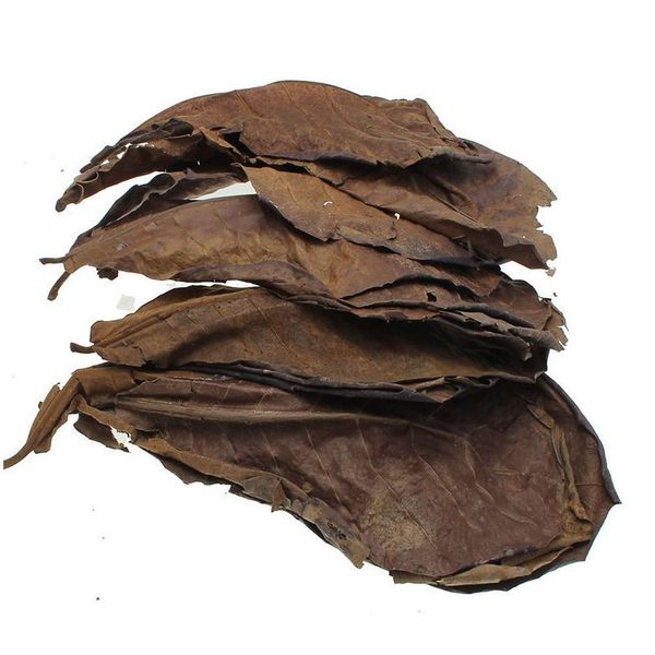 

10/20/50pcs natural terminalia catappa foetida leaves island almond leaf fish treatment cleaning aquarium tank water r jllewv