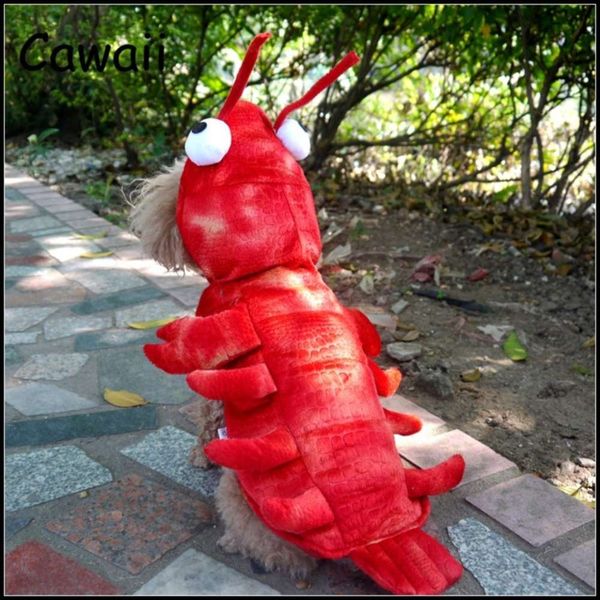 

crayfish pet cat and dog transform into teddy schnauzer golden husky cloth