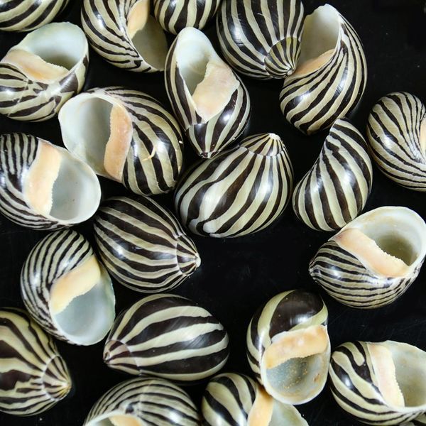 

5pcs watermelon striped sea conch snail seashells natural collectibles crafts specimen ocean ornaments beach wedding decoration h jllrqv