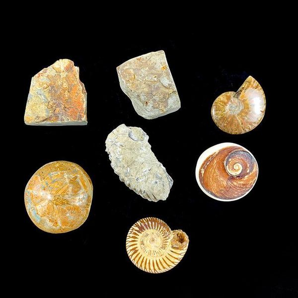 

7pcs set natural conch raw stones animal shell teaching specimen color snail oyster shells stone gifts collection home decor h wmtnrr