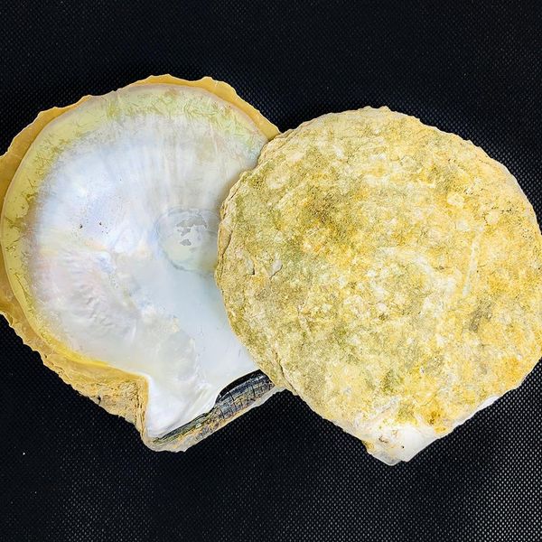 

14 15cm natural yellow mother of pearl shell nautical home decor aquarium landscaping diy jewelry making seashell raw materials h wmtirq