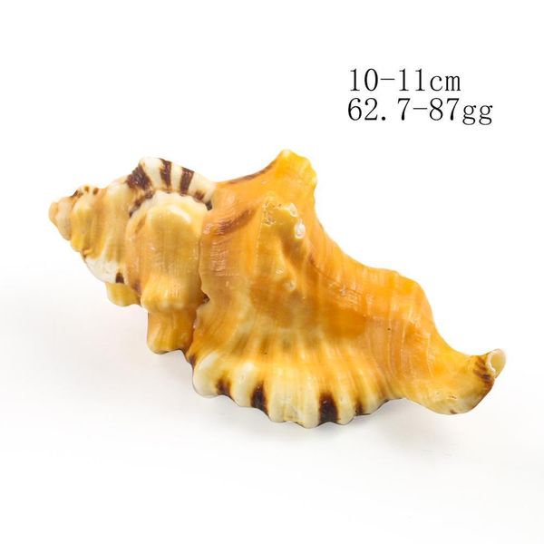 

sea shells seashells for beach theme party wedding diy crafts candle making fish tank home decorations cymatium gastropod h jllwwj