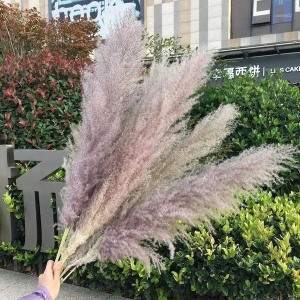 

decorative flowers & wreaths 3pcs natural dried pampas grass phragmites communis reed plants wedding flower bunch decor family fast 1