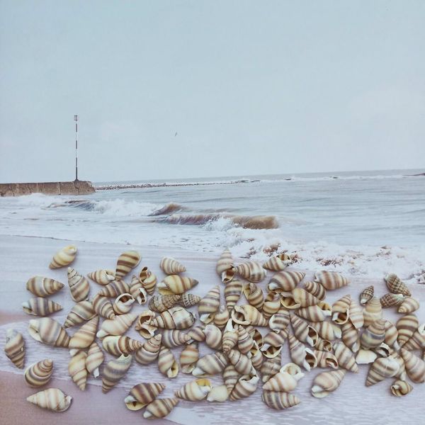 

100pcs natural conch shell nautical home decor mini striped snail specimen beach wedding decoration aquarium fish tank landscape h jlltwp