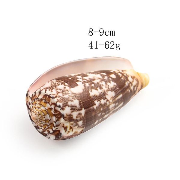 

8 9cm natural snail seashells taro conch shell diy acquarium accessory fish tank decoration space beach wedding home decor h bbyaxt