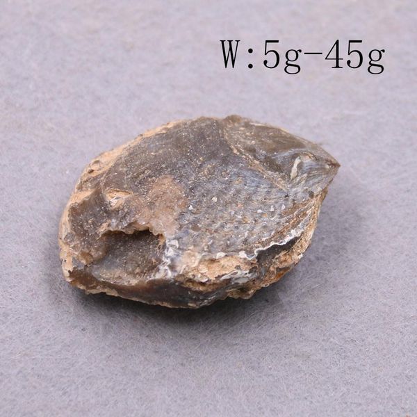 

5pcs lot natural clams shell raw stone shell stone nautical home decor animal stone specimen collectibles micro landscape decor h jllcew