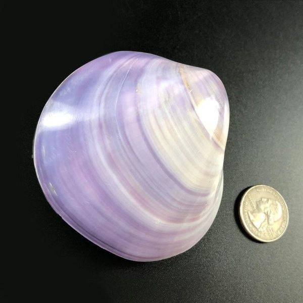 

1pc 6 8cm 3d natural purple sea shell beach decor seashell fish tank aquarium diy nautical home decor shells for jewelry making h jllkpk