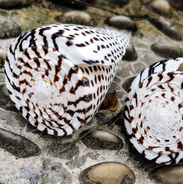 

natural conch corn buckskin conch seashells specimen nautical home decor collectibles beach wedding aquarium landscape decor h bbywkr