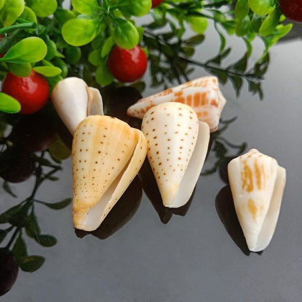 

5pcs seashells natural tabby shell conch pendant nautical decor specimen beach ornaments bracelet necklace diy jewelry making h jllees